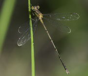 Damselfly